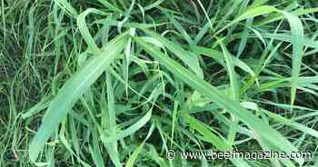 Cattle producers urged to watch for prussic acid poisoning