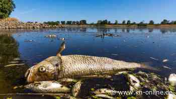 Fischsterben: Erneut tote Fische in der Oder gefunden