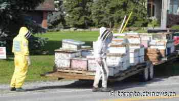 Load of 5 million bees falls off truck near Toronto