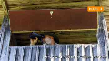 "Bei jedem Schuss pumpt mein Herz": Was immer mehr Menschen zur Jagd treibt