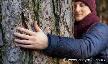 Britons love their TREES more than their neighbours, study finds