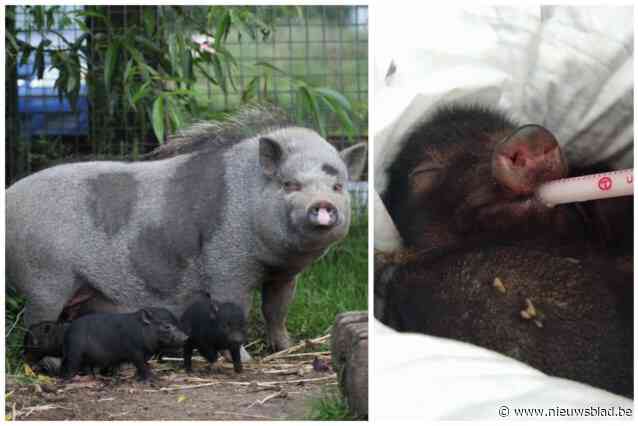 Gedumpte hangbuikvarkentjes kunnen binnenkort worden geadopteerd: “Daisy en haar biggetjes hebben veel geluk gehad”
