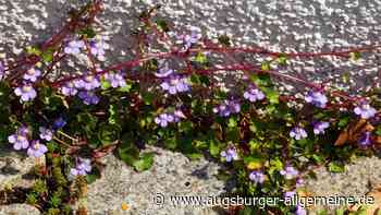 Cleveres Kraut: Ein Mauerblümchen mit Strategie