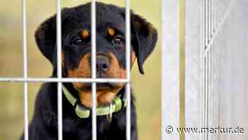 Kein Raum, kein Geld und kein Personal: Tierheim Nürnberg stößt ans Limit und nimmt keine Tiere mehr auf