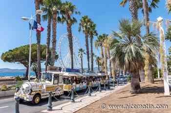 Charançon rouge du palmier: le traitement préventif devient obligatoire dans ces communes des Alpes-Maritimes et du Var