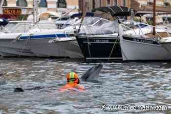 Un dauphin, habitué de la Côte d'Azur, a été observé dans le Vieux-Port de Marseille