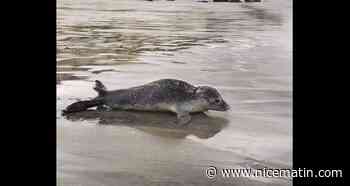 "Une rencontre émouvante": un bébé phoque aperçu sur une plage en Normandie