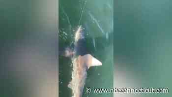 Angler on paddleboard hooks large shark off Madison