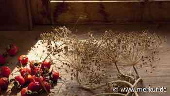 Gärtnerin empfiehlt: Lagern Sie selbst geerntete Samen auf Reis