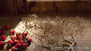 Gärtnerin empfiehlt: Lagern Sie selbst geerntete Samen auf Reis