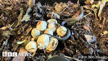 Snake eggs found in Cornwall hatched in yoghurt maker