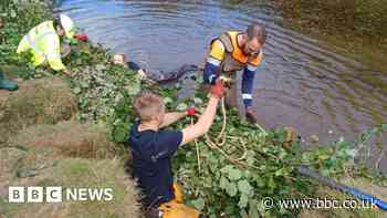 St Erth: Volunteers branch out to restore eroded river bank