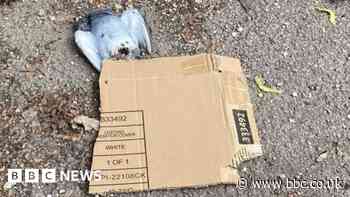 St Neots: Two arrested after pigeons found with swastikas carved on breasts