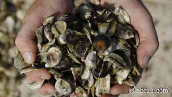 Bacteria found in raw shellfish linked to two deaths in Connecticut