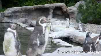 Pinguin in Zoo-Gehege grausam getötet – Polizei teilt Untersuchungsergebnisse