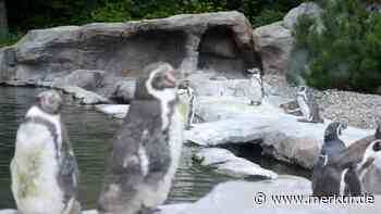 Pinguin in Zoo-Gehege grausam getötet – Polizei teilt Untersuchungsergebnisse