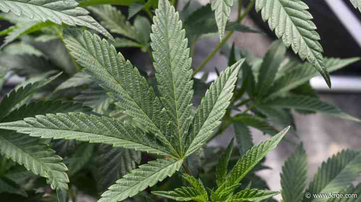 Federal health officials recommend reclassifying marijuana