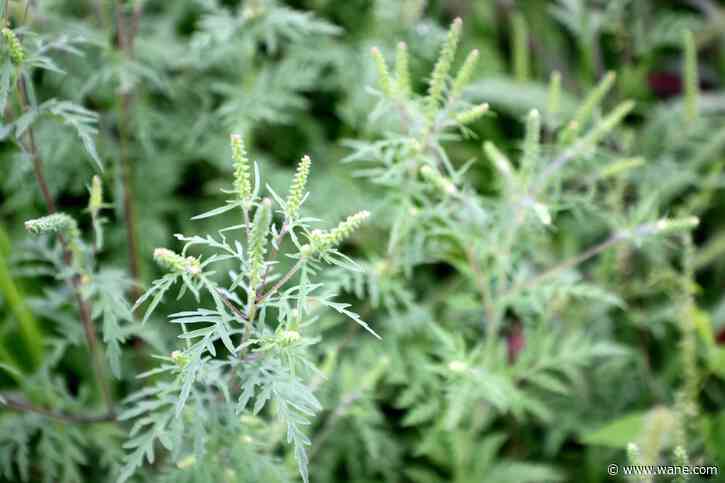 Allergy season is here: Ragweed and pollen counts are higher, but OTC remedies come in handy for relief