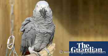 Driver with parrot perched on shoulder stopped by police on M62