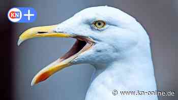 Rostock: Möwen greifen Passanten in Innenstadt an – Verkäuferin: „Über 12 Attacken am Tag“