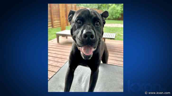 APA! receives national grant to assist senior dogs in shelter