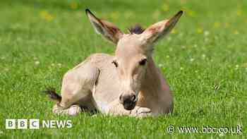 Critically endangered African wild ass welcomed at Marwell Zoo