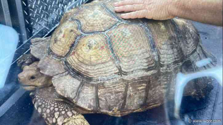 Ascension Parish Animal Control rescues wayward tortoise, returns to owner