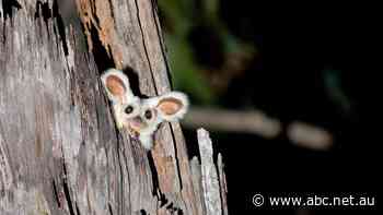 Logging operations halted in NSW forest after dead glider discovery