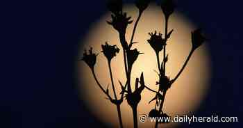 Blue supermoon doesn't disappoint