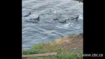Pod of orcas spotted frolicking in the waters off Vancouver Island