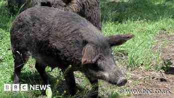 Nuclear weapons testing cause of radioactivity in wild boars, study says