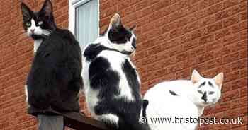 Urgent warning as five cats die in the West Country