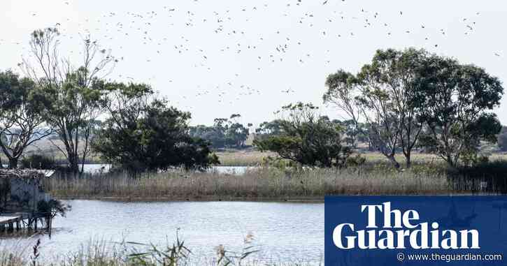 Unions to target Labor MPs after inquiry finds duck hunting should be banned in Victoria