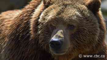 Conservation officers look for killer of grizzly bear near Squamish, B.C.