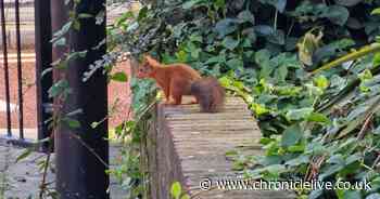 Rare sighting of red squirrel in Newcastle city centre near bus station leaves conservationists stunned