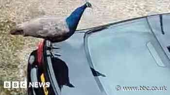Finningley village's peacock row renewed after bird damages car