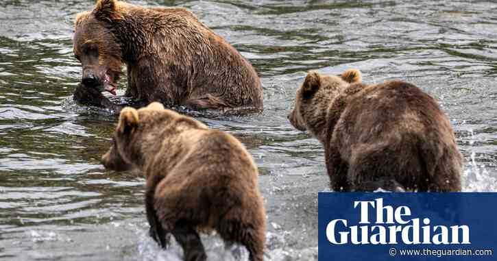 US government is funding kills of endangered animals, activists say