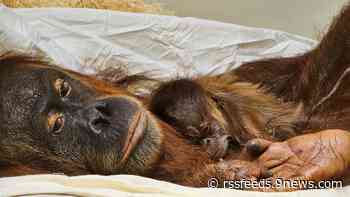 Here are the first baby photos of Colorado's new Sumatran orangutan