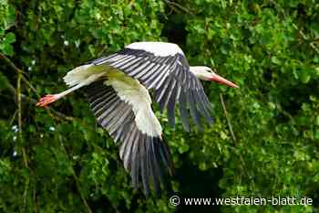 Steinhagen: Für Artenvielfalt - gegen Amprion-Pläne