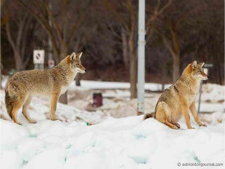 Thursday's letters: Edmonton can do better than killing coyotes