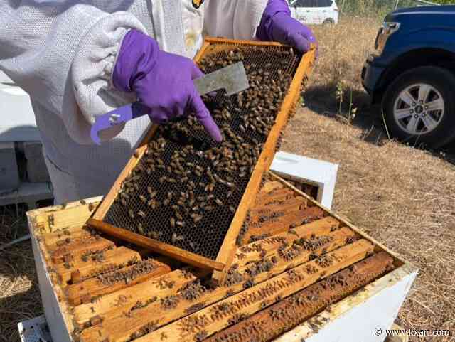 How bees can lower your property taxes