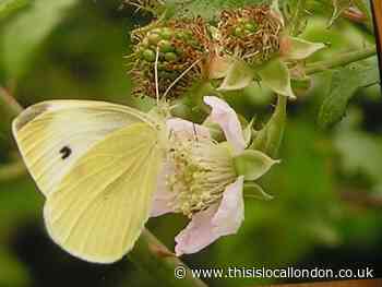 Nature Notes: The red admiral is my butterfly of the year