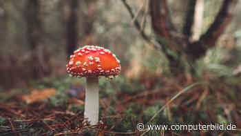 KI-generierte Pilzbücher bringen Amazon-Kunden in Gefahr