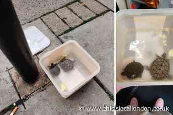 Two turtles dumped outside Sainsbury's in Muswell Hill
