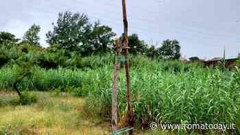 Sono già morti i salici piangenti piantati due anni fa al parco Aqua Virgo