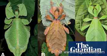 Seven new ‘walking leaf’ insect species discovered