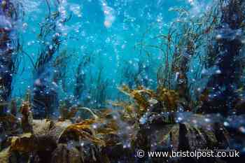Huge boom of rare creatures is making West Country sea glow