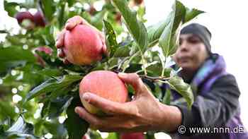 Obst selbst pflücken im historischen Thünenpark in Tellow