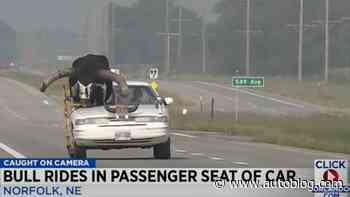 Oversteer: Nebraska cops pull over car with bull in the passenger seat