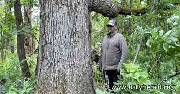 Geneva residents continue push to save 300-year-old oak trees in proposed development
